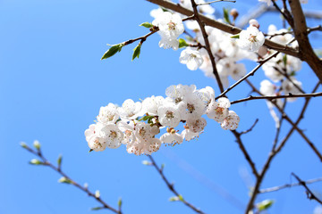 Plum blossom