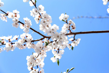 Plum blossom
