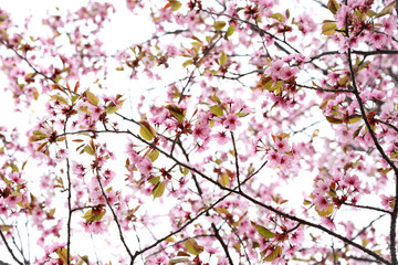 Obraz na płótnie Canvas Apricot blossom. Sakura
