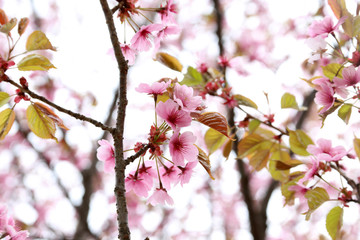 Apricot blossom. Sakura