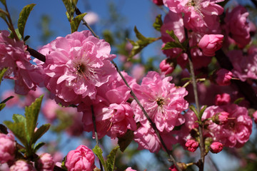 Cherry blossom