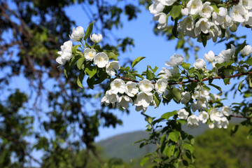 Apple blossom