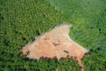 Deforestation in Malaysia for oil palm plantations  © Richard Carey