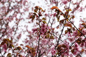 Apricot blossom. Sakura