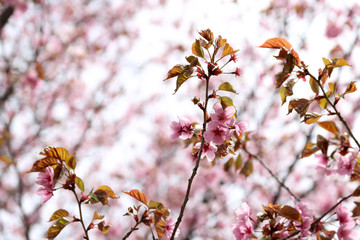 Apricot blossom. Sakura