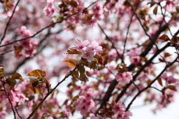 Apricot blossom. Sakura