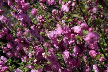 Obraz premium Cherry blossom