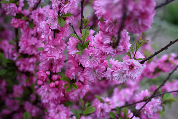 Cherry blossom