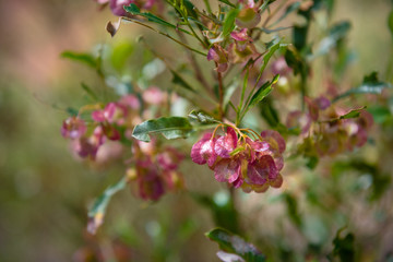 Fototapeta premium Pink native flowers at Kings Canyon National Park