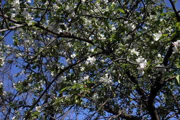Apple blossom