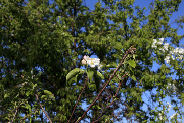 Apple blossom