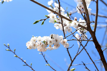 Plum blossom