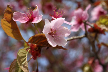 Apricot blossom