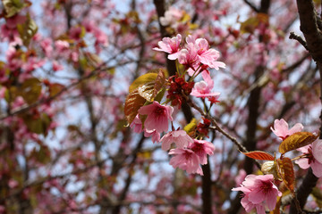 Apricot blossom