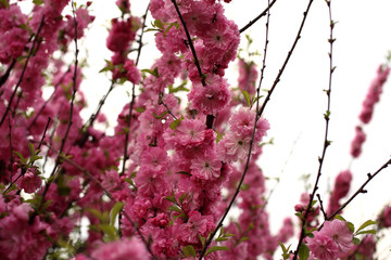 Cherry blossom