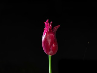 Tokyo,Japan-May 3, 2020: Closeup of Red Tulip flower on black background