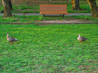 Tokyo,Japan-May 3, 2020: Pair of ducks keeping social distancing in a park in the morning
