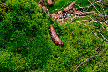 Moosbett mit Tannenzapfen