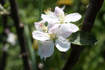 Apple blossom. Spring