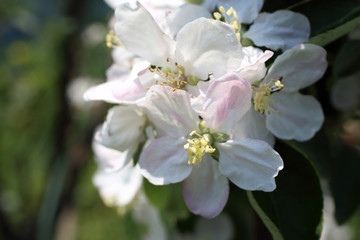 Naklejka na ściany i meble Apple blossom. Spring