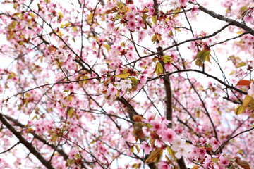 Fototapeta premium Apricot blossom