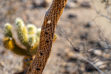 cactus skeleton dead desert