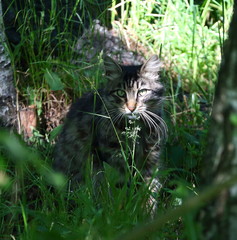 The look of the cat from the green thickets