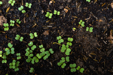 HOME GROWING VEGETABLE AT GARDEN..