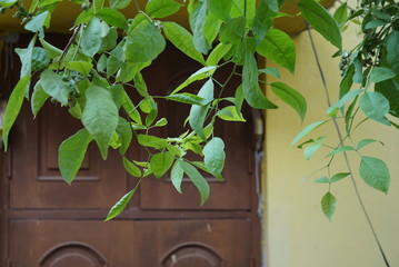 Greeny leaves with a wooden window background