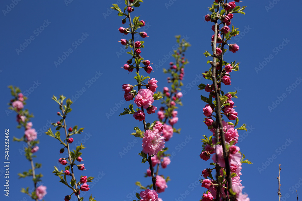 Canvas Prints Cherry blossom