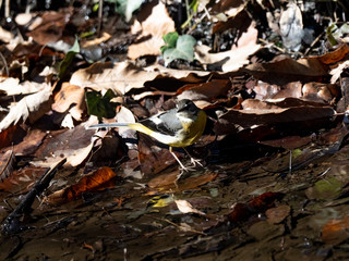 Gray wagtail wading through small stream 2