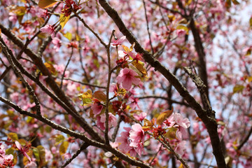 Apricot blossom