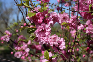 Fototapeta premium Cherry blossom