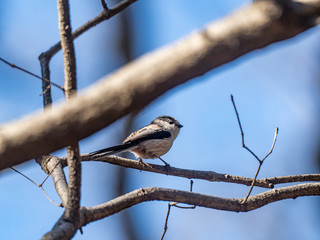 long tailed bushtit perched on forest branch 12