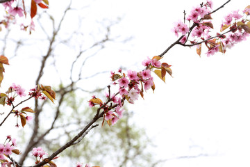 Apricot blossom