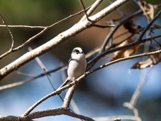 long tailed bushtit perched on forest branch 16