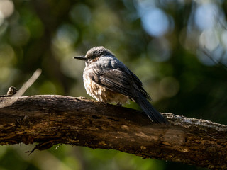 Japanese brown-eared bulbul on a branch in a forest