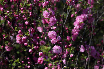 Obraz premium Cherry blossom