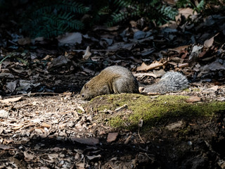 Invasive pallas's squirrel on Japanese forest floor 3