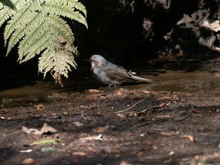 Japanese brown-eared bulbul in a forest stream