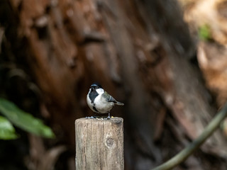 Japanese tit on fence post in a forest park 1