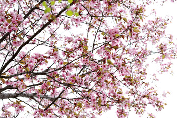 Obraz premium Apricot blossom