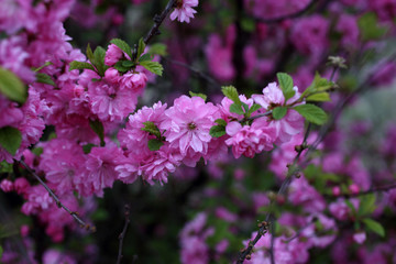 Cherry blossom