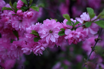 Cherry blossom
