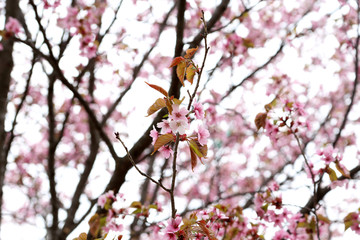 Apricot blossom
