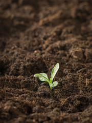 A small green plant that breaks through the top layer of soil.