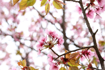 Apricot blossom