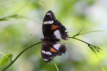 Obraz na płótnie Canvas butterfly on branch