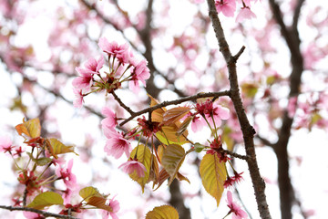 Apricot blossom