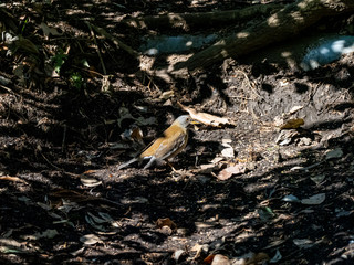 Pale thrush eating on forest floor 5